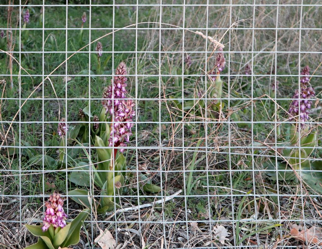 Barlia robertiana a Viterbo
